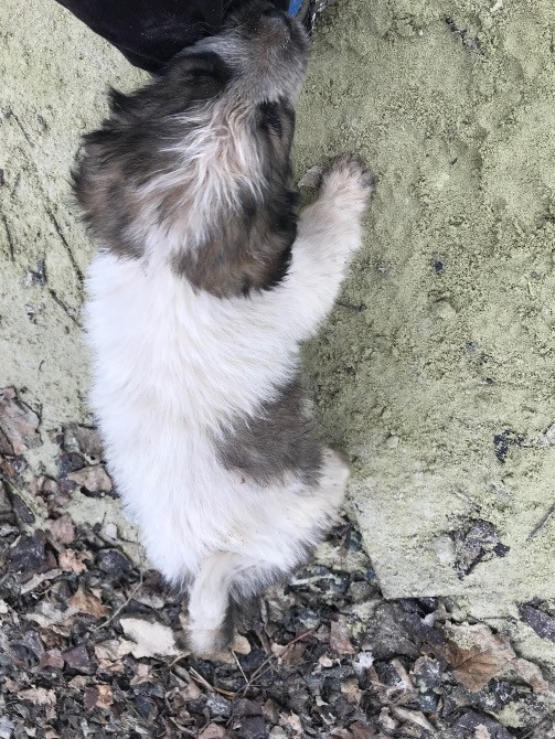 Цуценя Мукачево - изображение 9