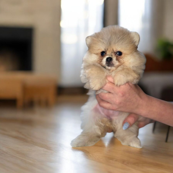 Померанский шпиц Харьков