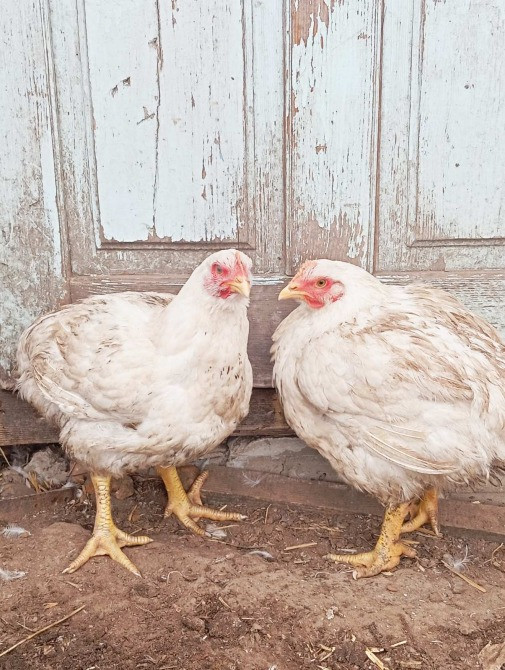 Продам молодих курей породи Корніш промисловий Баришівка - зображення 3