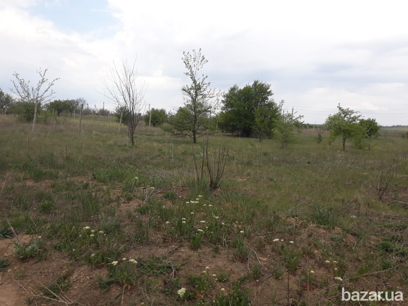 Продам участок в Елизаветовке от Одессы 30км Одеса - зображення 5