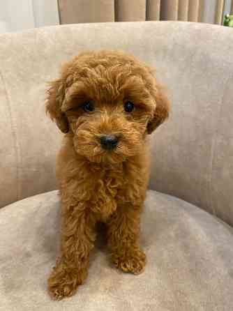 Продам цуценят той пудель Киев