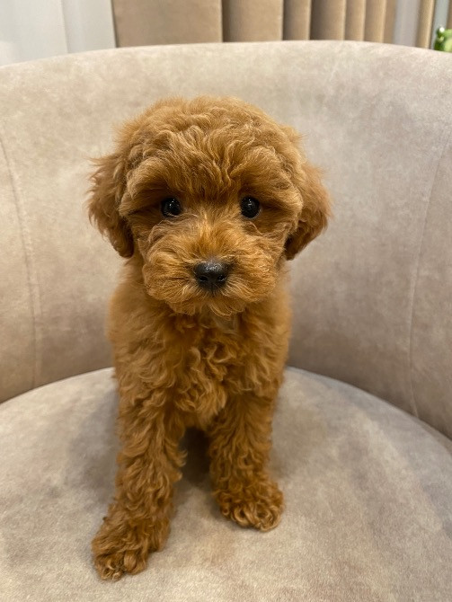 Продам цуценят той пудель Киев - изображение 2