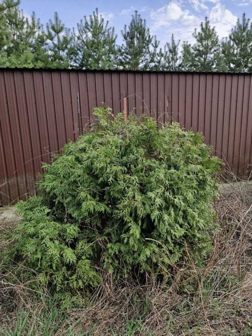 продажа участок под жилую застройку Обуховский, Романков, 120000 $  - изображение 12