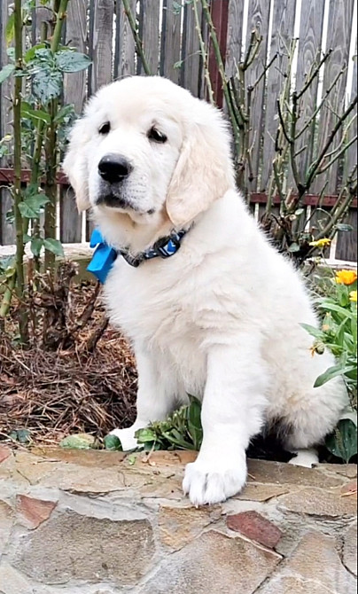 Щенята голден ретрівера Львів - зображення 6