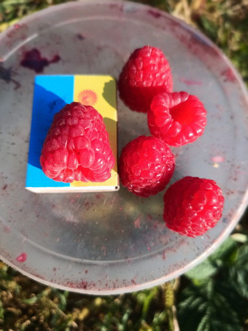 Саджанці малини ремонтантної Луцьк - зображення 1