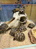 Середньоазіатська сухопутна черепаха Киев