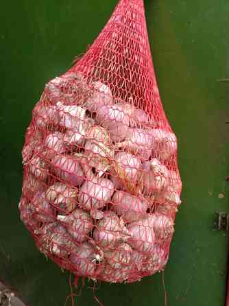 Часник екологічний 2025року Лубни