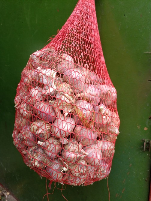 Часник екологічний 2025року Лубни - зображення 1