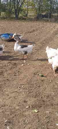 Продам гусей породи Холмогори Нововолинськ