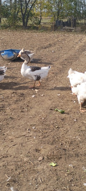 Продам гусей породи Холмогори Нововолинськ - зображення 2