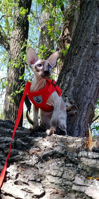 Предлагаем изумительных ориентальных котят. Кременчуг - изображение 1