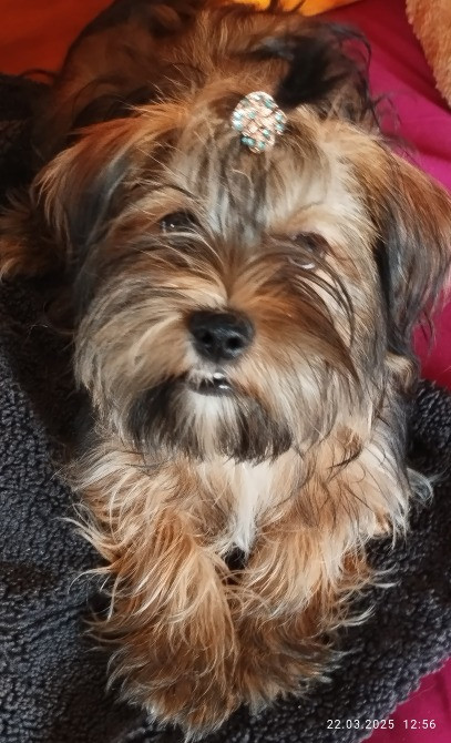 Продам цуценя Полтава - зображення 2