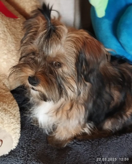 Продам цуценя Полтава - зображення 3