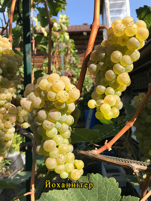 Виноград для соку та вина (саджанці технічних сортів) Харків - зображення 1