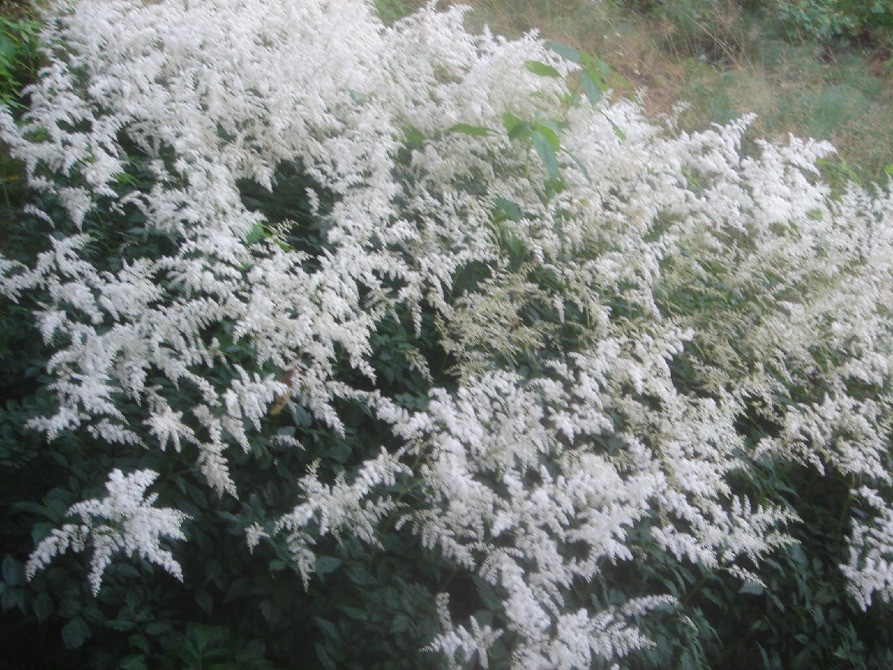 продам астільбу Киев - изображение 2