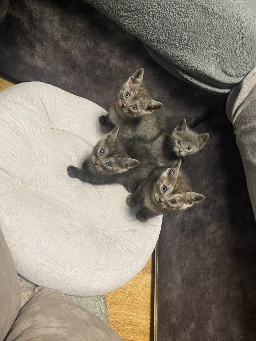 Віддам в турботливі та люблячі руки милих котиків Черкаси - зображення 5