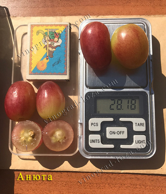 Саджанці Винограду (РОЗПРОДАЖ) Харків - зображення 3