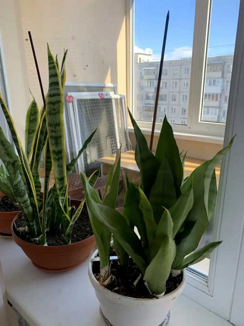 долгосрочная аренда 2-к квартира Киев, Оболонский, 16500 грн./мес. Київ - зображення 4