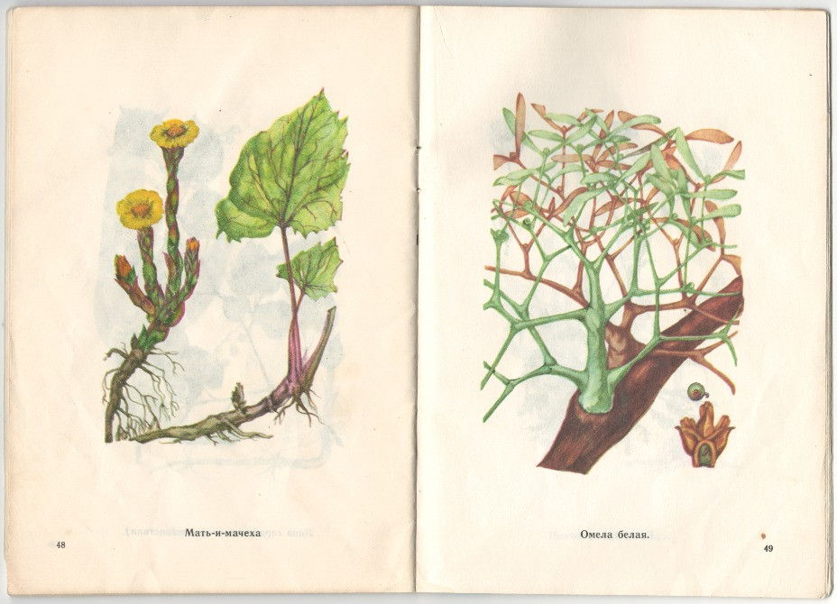 Лекарственные растения Харків - зображення 2