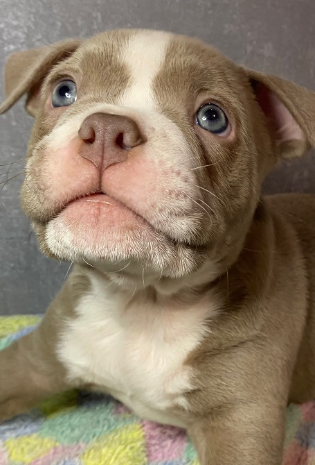 Американські Буллі типу покет Обухов - изображение 3