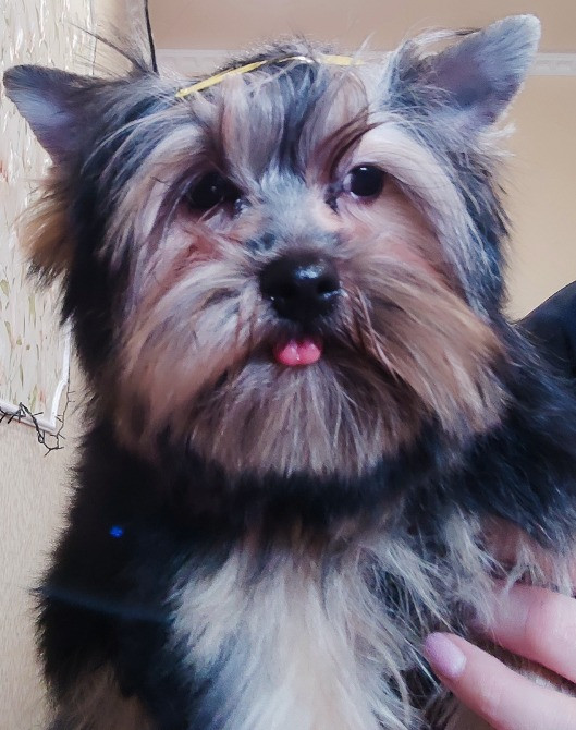 Продам цуценят йорків Павлоград - зображення 7