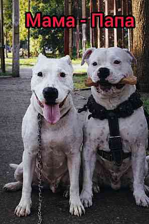 Продаж Цуценят Стафаршидського Терєра White Акційна Ціна !!! Київ