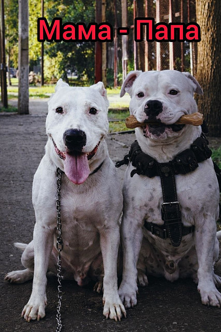 Продаж Цуценят Стафаршидського Терєра White Акційна Ціна !!! Київ - зображення 4