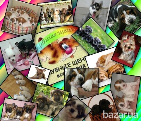 Клубные щенки разных пород Сумы - изображение 1