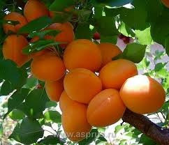 Продам саджанці персиків Сквира - изображение 5