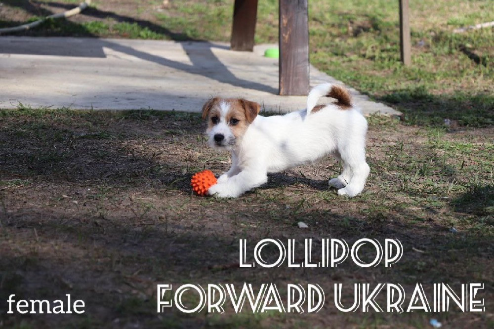 Шикарні цуценята Джек Рассел Киев - изображение 3