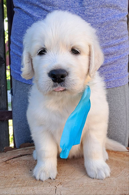 Ot Bahur цуценята золотистого ретрівера Київ - зображення 4