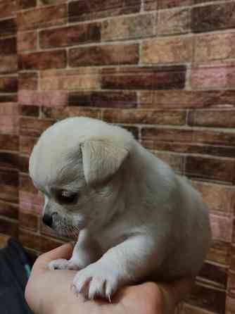 Продам дівчинку чихуахуа Ровно