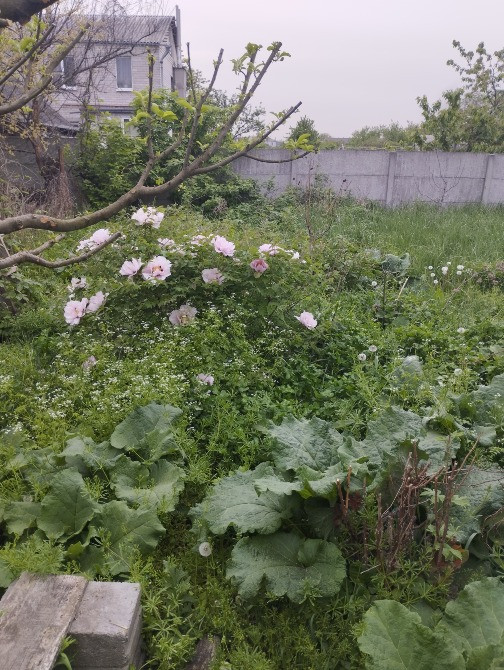 Продам дом в Березановке Днепр - изображение 4