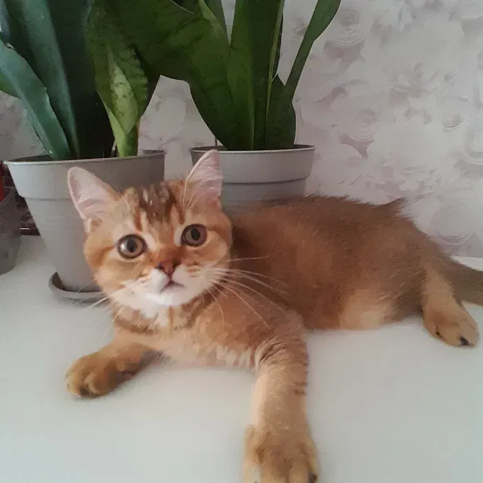 Вінниця.Продаються.Скоттиш-страйт.Золотенький хлопчики викликає теплі емоції і створює образ. Вінниця - зображення 3