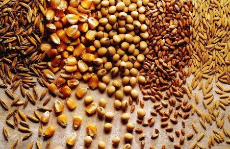 Зерновідходи куплю. Купую відходи зернових, бобових, олійних Черкаси - зображення 1
