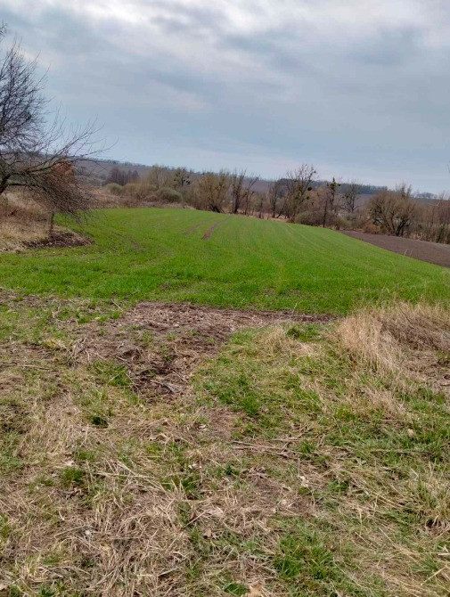 Продається земельна ділянка біля водойми та лісу Біла Церква - зображення 7