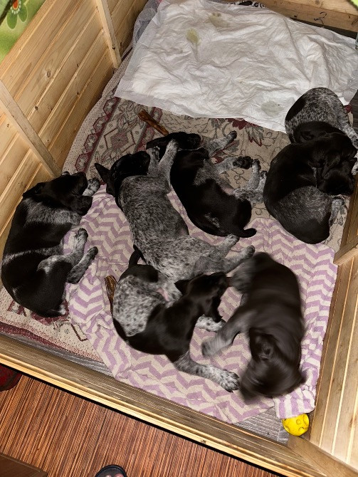 Продам цуценят Драатхар Запоріжжя - зображення 8