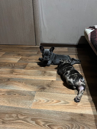 Продам собачек Кропивницький - зображення 3