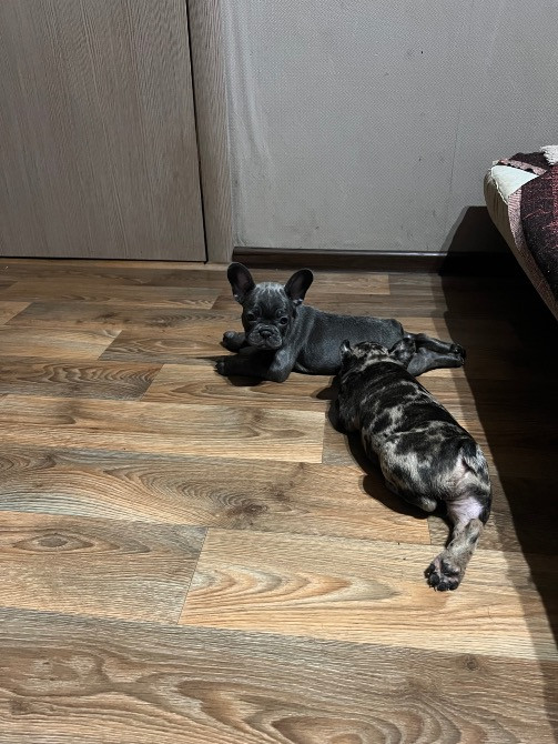 Продам собачек Кропивницкий - изображение 3