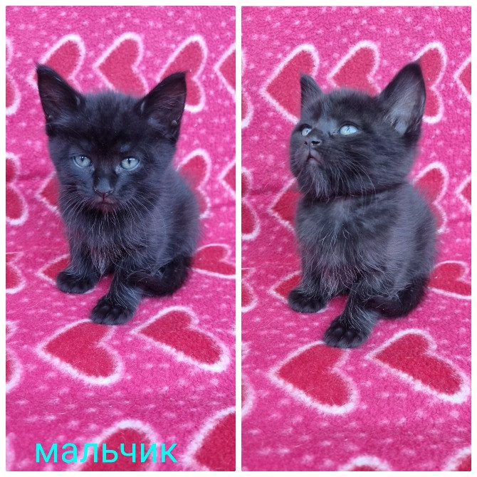 Отдам котят безплатно Днепр - изображение 3