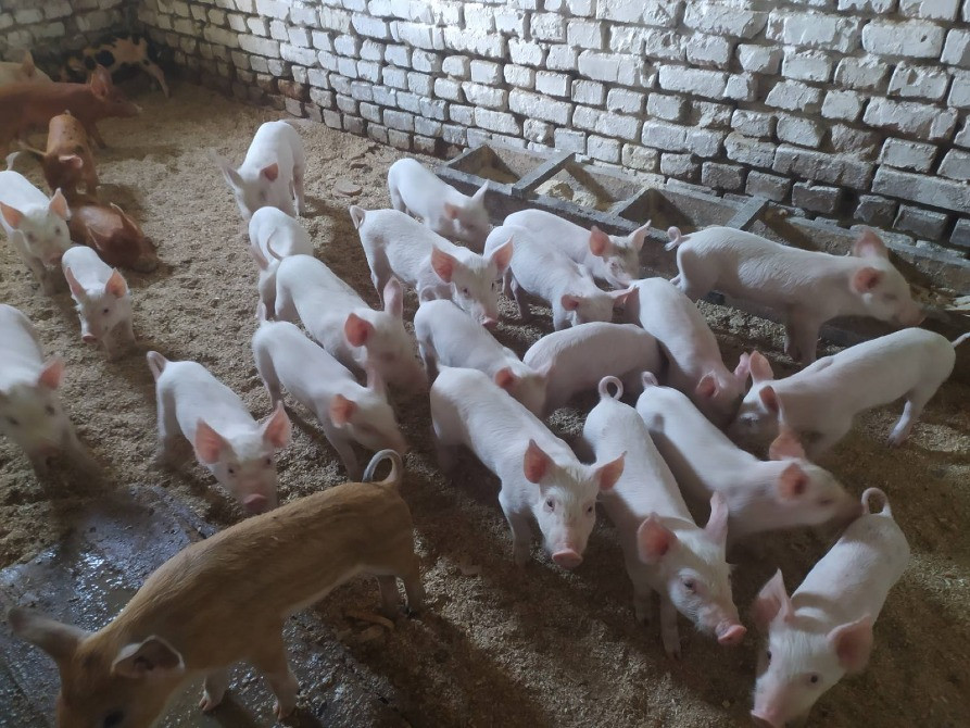 Продам поросят породи "Велика біла" Кролевець - зображення 2