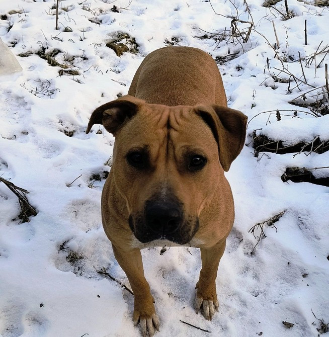 Щенки метисы(овчарки и стаффа) Харків - зображення 2