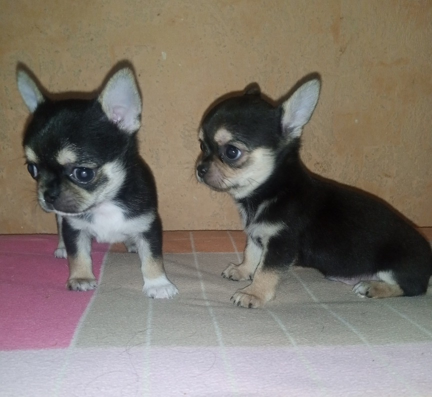 Цуценята Чіхуахуа Київ - зображення 2