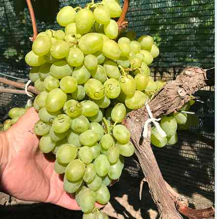 Саджанці винограду (Харків) Харків