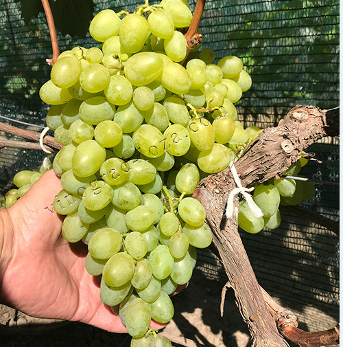 Саджанці винограду (Харків) Харків - зображення 4