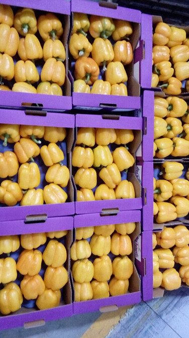 Продаем перенц Київ - зображення 9