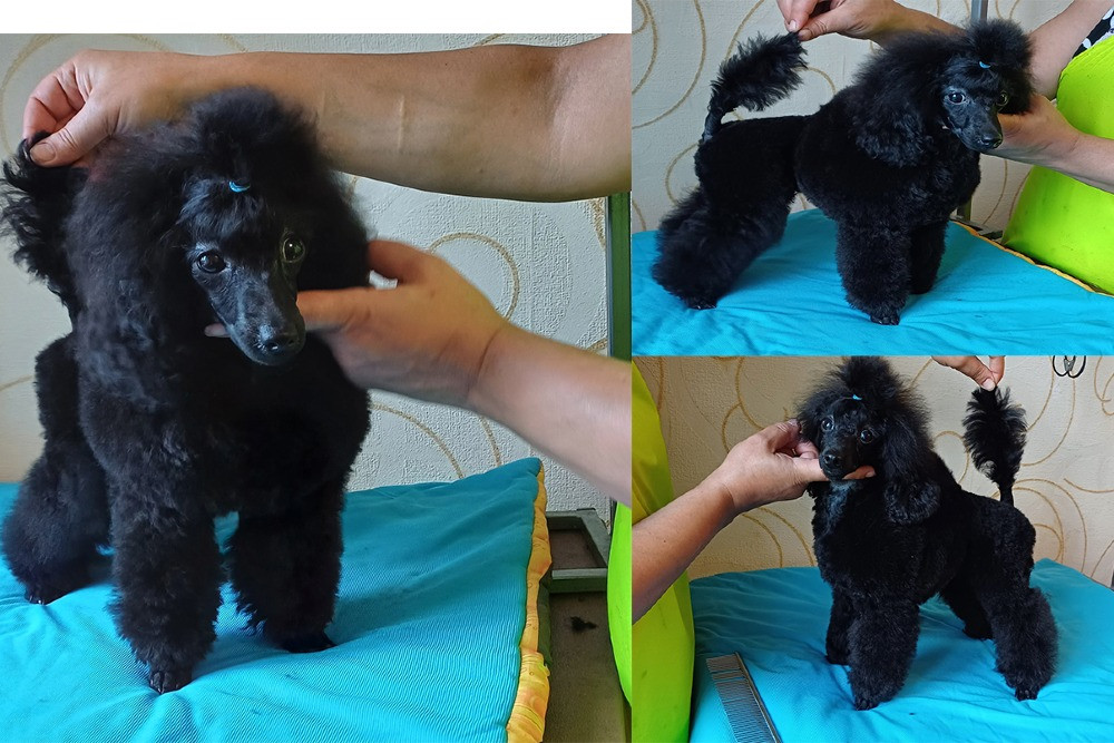 Пудель той підліток Дніпро - зображення 3