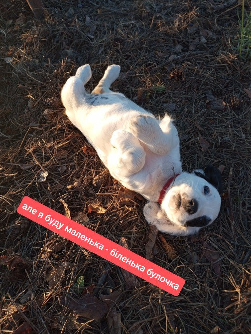 Цуценята спаніеля мисливського Хмельницький - зображення 11