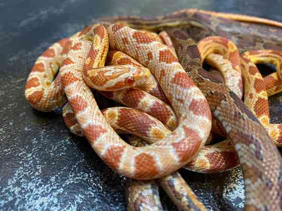 Маїсовий полоз. Кукурудзяна змія Київ