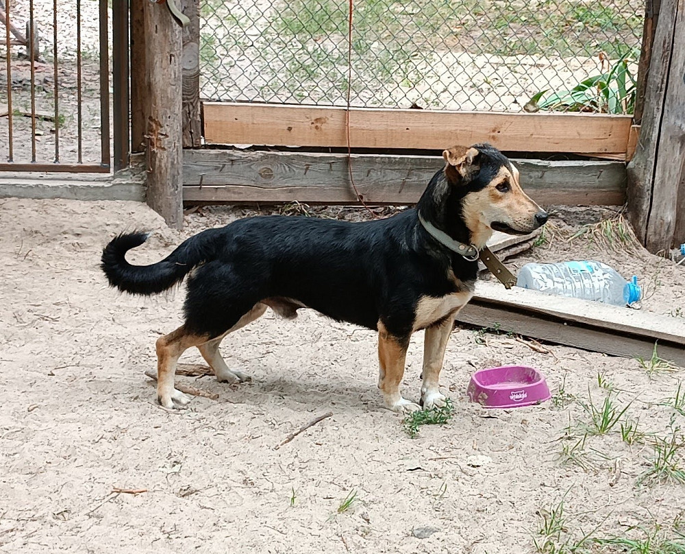 Милый пёс Саймон ищет новую семью! Київ - зображення 1